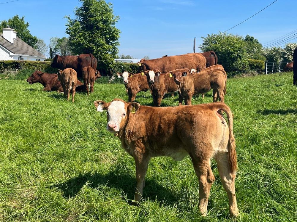 Heifers born from sexed semen