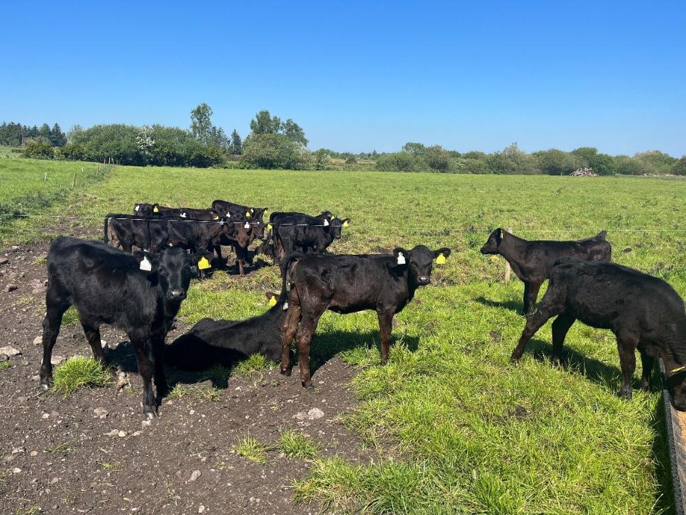 Dairy beef calves at grass