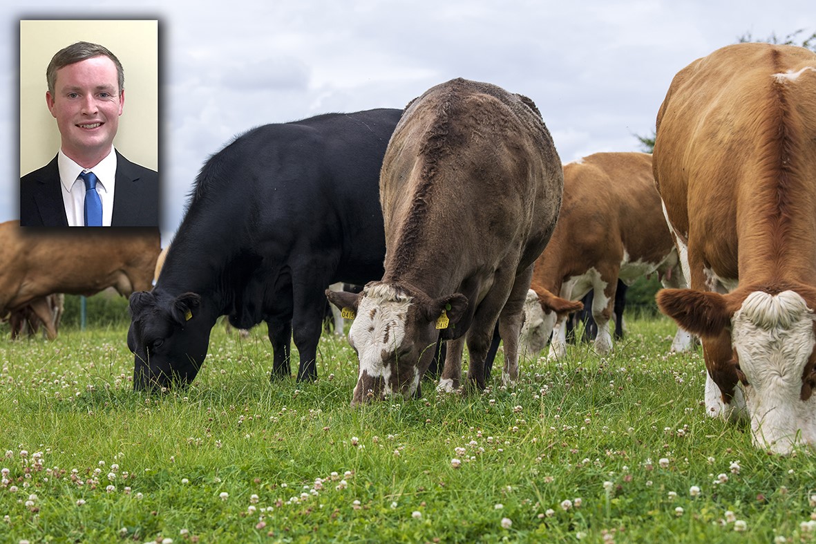 Colin Byrne with suckler cows grazing in Grange