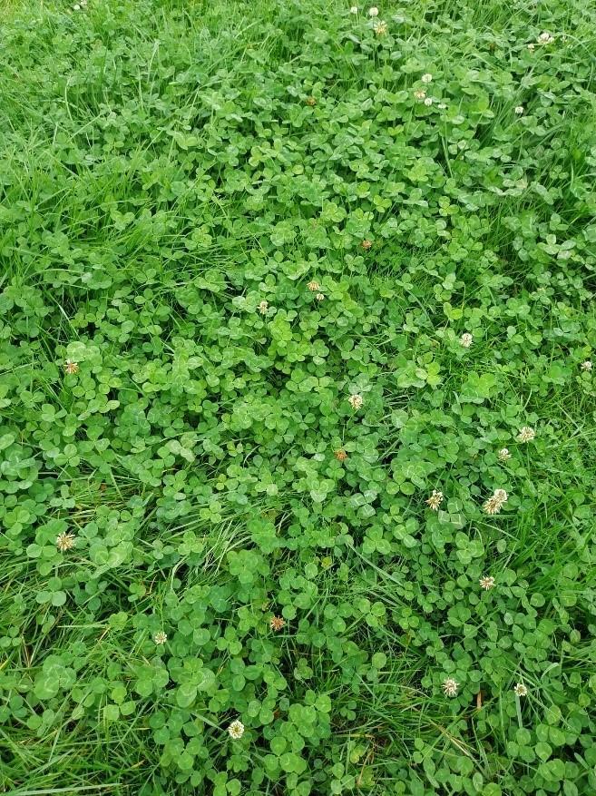 White clover