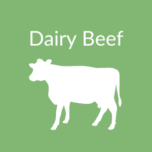 Calf performance