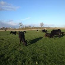 Newford farm