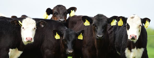 DairyBeef500