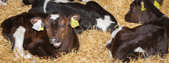 Dairy Calf Health and Welfare