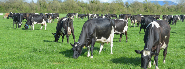 Dairy Cow Health and Welfare