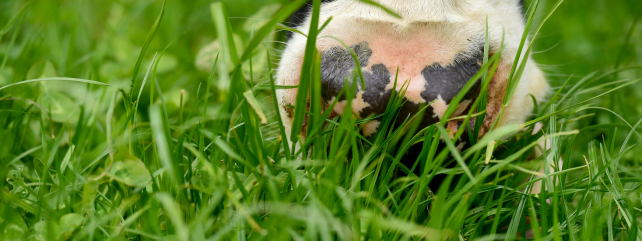 Dairy cow nutrition
