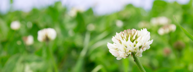 Grassland management and clover