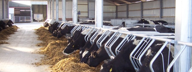 Managing Fodder this Winter