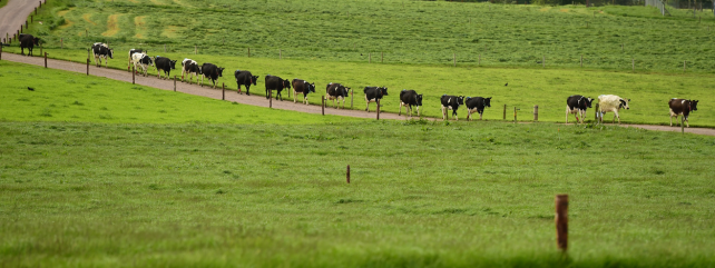 Milk production systems research