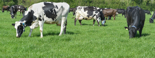 Mitigating the impact of Irish grass-based systems