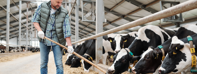 Winter/Liquid Milk Production