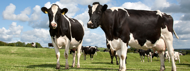 Dairy Courses