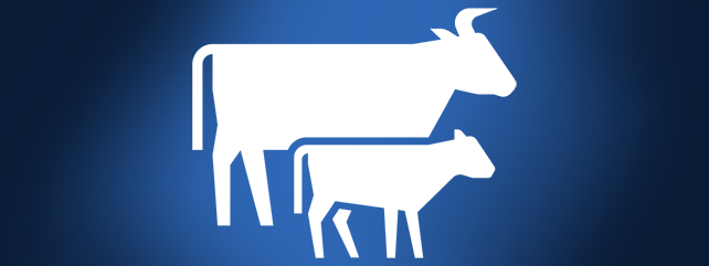 Maiden Heifers