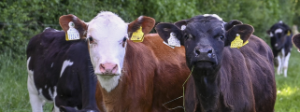 Certificate in Ruminant Nutrition