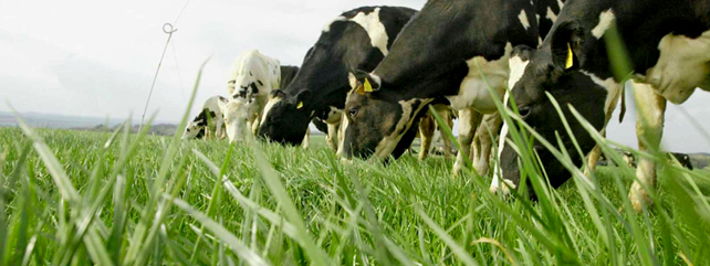Grass Based Nutrition