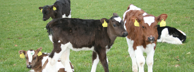 Animal Health
