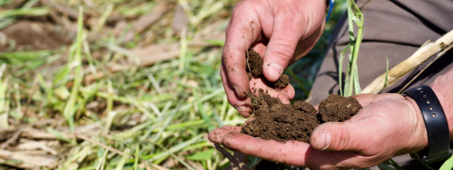 Milk production on heavy soils