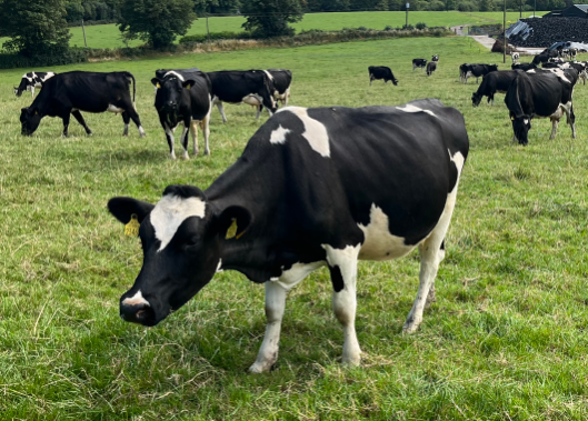 Dairygold Joe Morissey cows