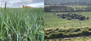 paddock recently limed and cows out grazing