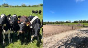 Heifers and spur road