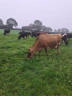 Jimmy Cotter Farm cattle grazing in field
