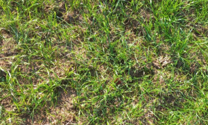 a paddock that Joe reseeded in early August