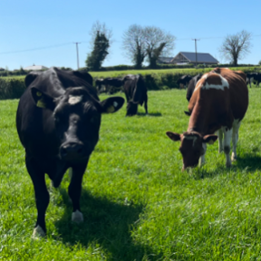 Mark Lonergan cows at grass