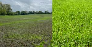 Multispecies reseed and clover paddock
