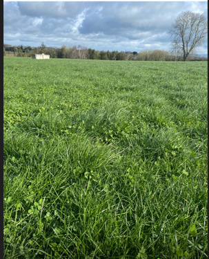 Red and white clover grazing paddock