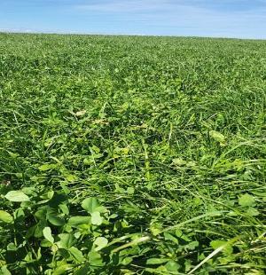 Red clover silage on Tom O Connell's farm