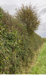 hedges recently trimmed