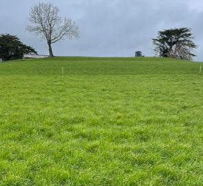 paddock in foreground that got no chemical Nitrogen versus the one in the background that did