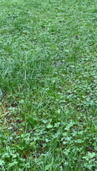 paddock that was reseeded last year