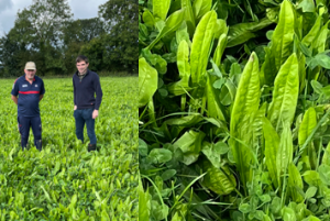 sean moher standing in field, and close up of paddock