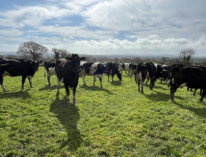 Cows at grass grazing
