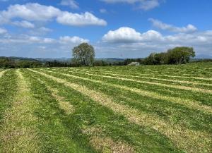 Silage cut on Steven Fitzgerald's farm May 2025