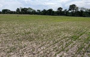 kearneys reseeding