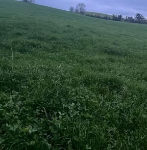 Kerry Agri Update Grass Photo 1 15th November 2024