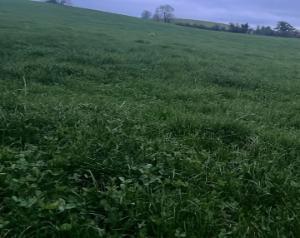 Kerry Agri Update Grass Photo 1 8th November 2024