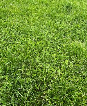 Kerry Agri Update Grass Photo 16th May 2025