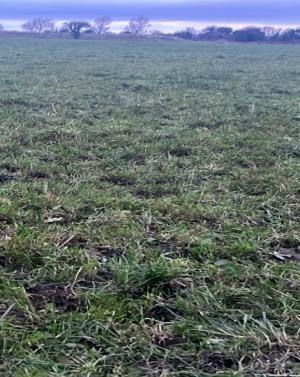Kerry Agri Update Grass Photo 2 15th November 2024