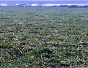 Kerry Agri Update Grass Photo 2 8th November 2024