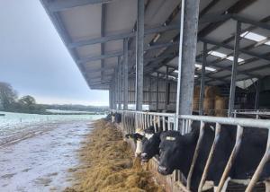 Kerry Agri Update Grass Photo 22nd November 2024