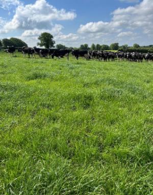 Kerry Agri Update Grass Photo 23rd May 2025