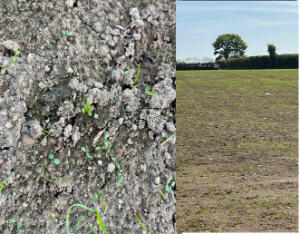 Kerry Agri Update Grass Photo 6th May 2025