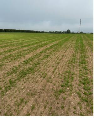 Kerry Agri Update Grass Photo 9th May 2025