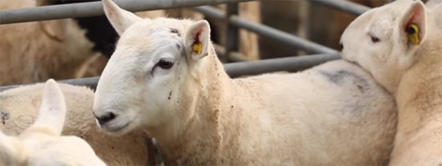Finishing Store Lambs