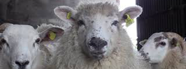 Store Lamb Calculator
