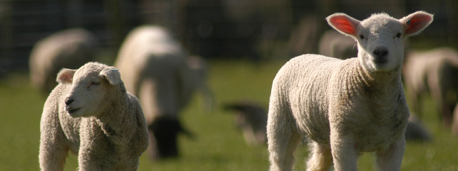 Animal Health