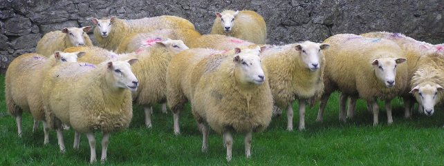 Breeding & Genetics